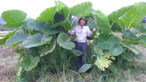 大きな葉っぱ トトロの世界 わんぱく自然農園